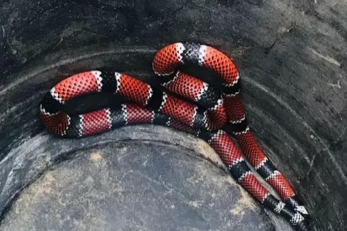 Corpo de Bombeiros resgata serpente mais venenosa no Brasil