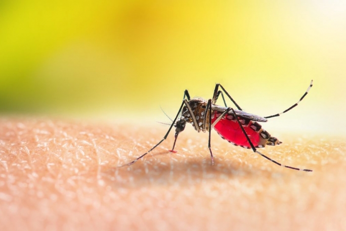 Boletins semanais atualizarão números da dengue em Tijucas - TopElegance