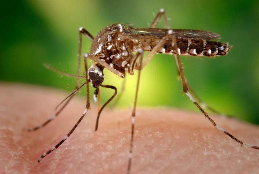 Mosquito Aedes aegypti, transmissor da dengue