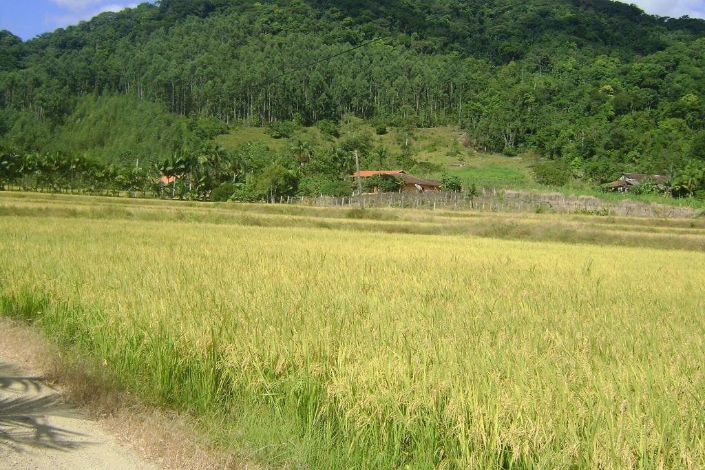 Lavoura de arroz