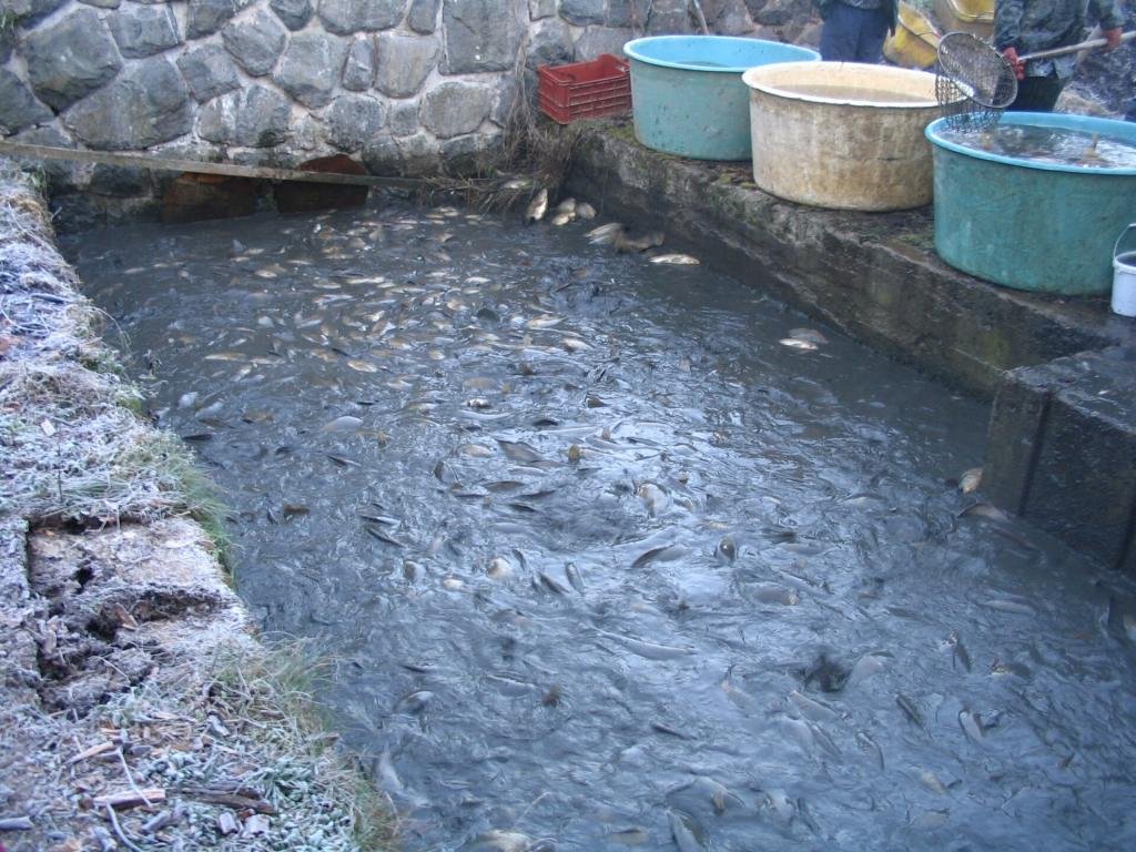 Tanque de criação de peixes