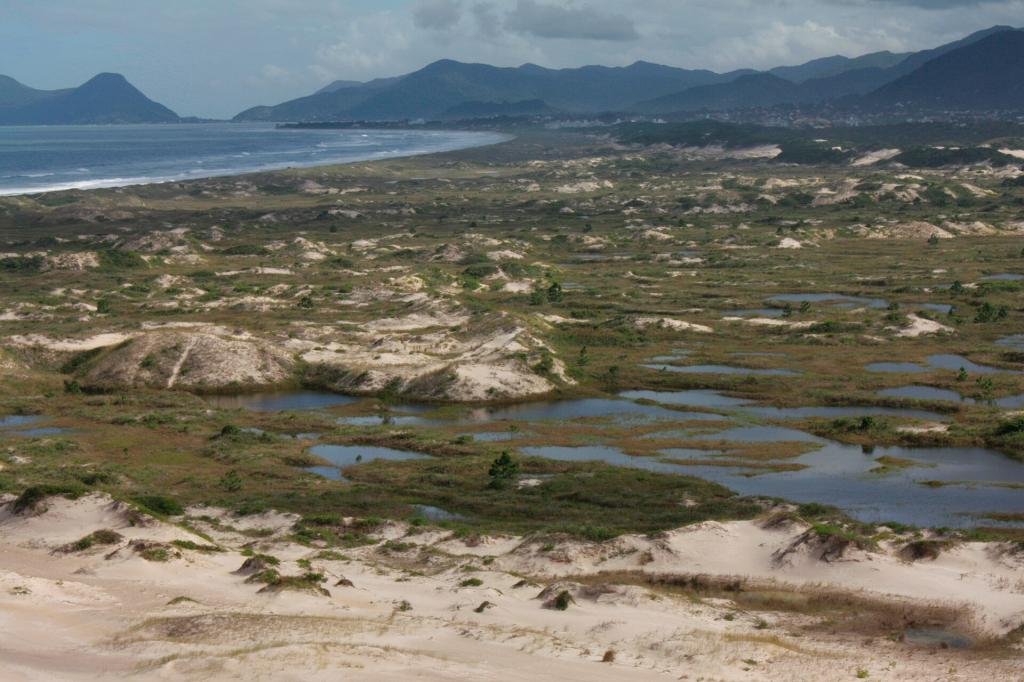 Vegetação de restinga no litoral de Santa Catarina
